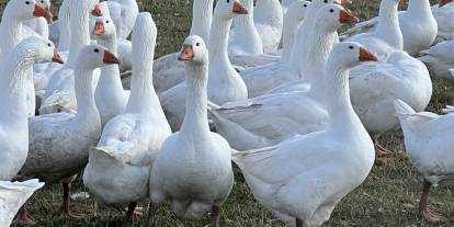 O Lezzetin Sırrı Bu İnanışta Gizli: Sezon Resmen Açıldı!