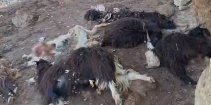 Kurt ağıla saldırdı 10 Keçiyi telef edip 10'nunu yaraladı