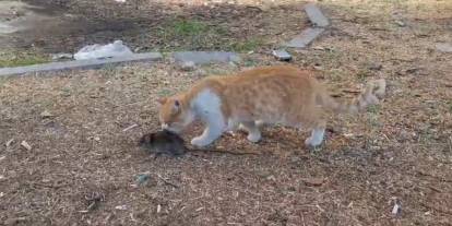 Kedi ile farenin dostluğu şaşırttı