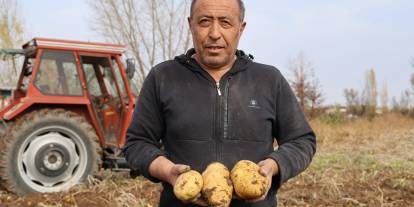 Türkiye'de sezonun son patatesleri Sivas'ta sökülüyor