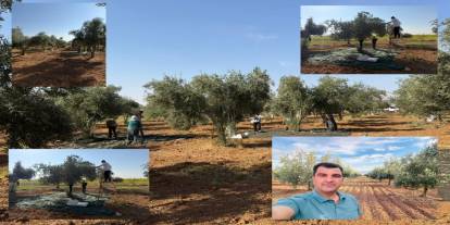 Silopi’de Zeytin Bahçelerinde Endişeli Hasat Dönemi