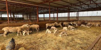 Uzman Eller Projesi Hayata Geçti: Küçükbaş Hayvancılığa Tam Destek!