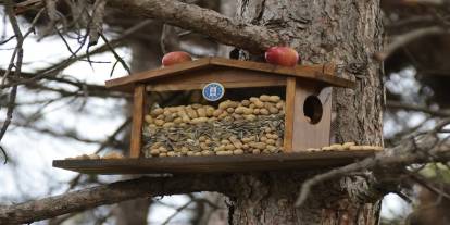Fotokapanlı Proje: Yemliklerden Faydalanan Türler İzleniyor!