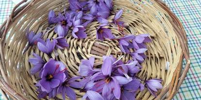 Dünyanın en pahalı baharatı safran Adana'da hasat edildi