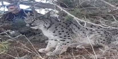 Nesli Tehlikedeki Vaşak, Van Gevaş'ta Görüntülendi: Ekipler Sevk Edildi!