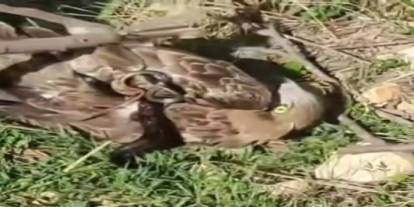 Vatandaşların Kahramanlığı: Yılanın Elinden Kurtulan Kartal Doğaya Döndü!