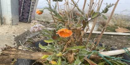 Kış Geliyor: Patnos'ta Çatıları ve Bitkileri Kırağı Kapladı!