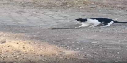 Siirt Kurtalan'da İlginç Görüntü: Kedi Fareyle Oynar Gibi Yılanla Oynadı!