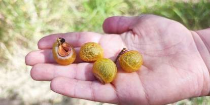 Bu ceviz yenmiyor, temizliyor, cildi güzelleştiriyor