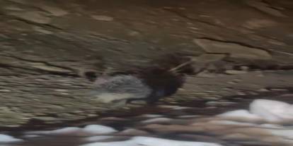 Yüksekova’da Hint oklu kirpi görüntülendi