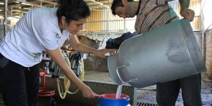 Şapın vurduğu üreticiler süt fiyatında güncelleme istiyor