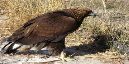 Van’da Yaralı Yırtıcı Kuşlar Tedavi Edilip Doğaya Salınıyor