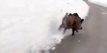 Yüksekova’da domuz sürüleri görüldü