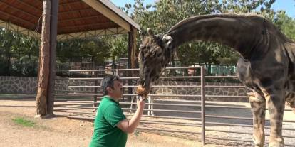 Gaziantep Doğal Yaşam Parkı'nın "müzmin bekar " Zürafası öldü