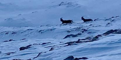 Çatak'ta dağ keçileri görüntülendi