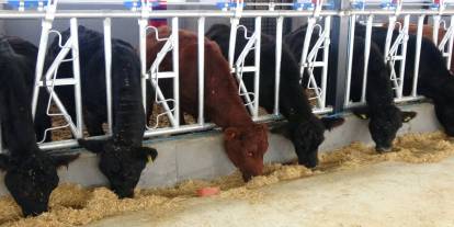 Kırsalda Bereket Hayvancılığa Destek Projesi, 2028 yılına kadar sürecek