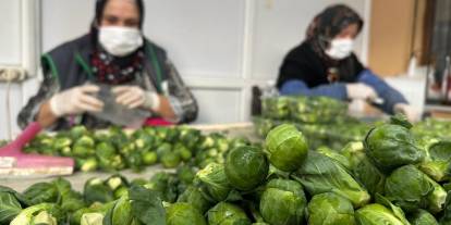 Rusya ve Hollanda'ya lahana ihracatı