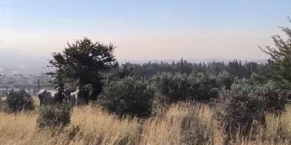 Firari anguslar uyuşturucu iğneyle tek tek avlandı