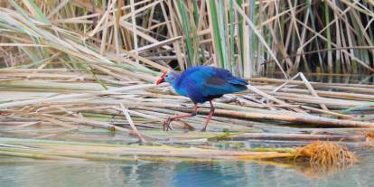 Nesli tehlikedeki 'saz horozu' Göksu Deltası'nda görüntülendi
