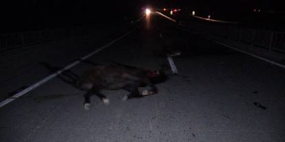 Malatya'da Milyonluk atlar telef oldu