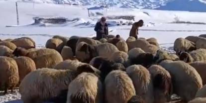Koyunları için dondurucu soğukta yaylada kaldılar