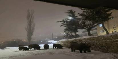 Şırnak’ta Domuz Sürüsü Görüldü
