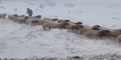 Adıyaman’da Dev Kurtarma Operasyonu: 2 Çoban ve 800 Koyun İçin Seferberlik!