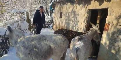 Uludere'de sokak hayvanları barınaklara toplandı