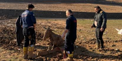 Cizre’de bataklığa saplanan iki eşek İtfaiye tarafından kurtarıldı