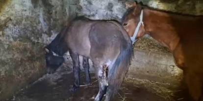 Kars'ta 15 atı ayaklarından vurdular