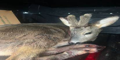 Yolda Karacaya Çarpan Sürücü Arkasına Bakmadı: Ekipler Yaralı Hayvan İçin Seferber Oldu