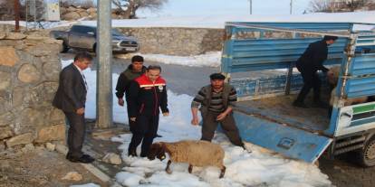 Şırnak'ta Vahşi hayvan saldırısında 35 koyun telef oldu, devlet yaraları sardı
