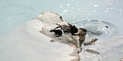 Fırat Nehri’nde 4 su samuru görüntülendi