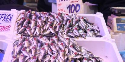 Balık Fiyatları dibi gördü, Tezgahlar istavritle doldu