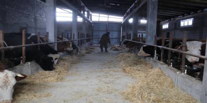 Hayvan üreticilerinin kurtlarla başı dertte