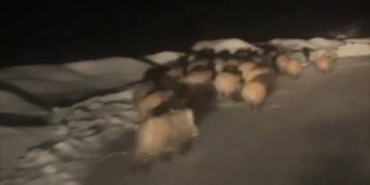 Şırnak'ta çekildi, Doğada Yiyecek Kalmayınca Son Çare Oraya Gittiler!