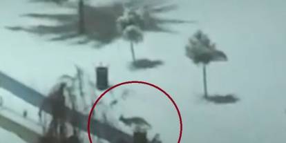 Kurtalan'da tilkiler şehir merkezine indi