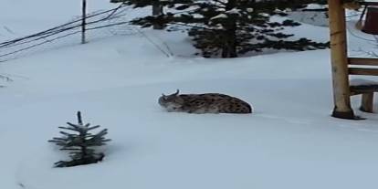 Evin bahçesinde vaşak görüntülendi