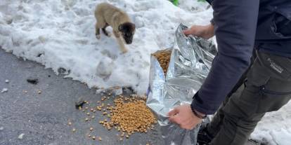 Haytap Gönüllüleri Şırnak’ta Sokak Hayvanları İçin Sahada