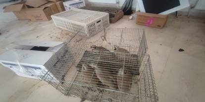 Şırnak Habur Sınır Kapısı’nda 38 Keklik Ele Geçirildi