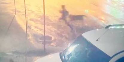 Sahipsiz köpek dehşet satı 10 yaşındaki çocuğu parçanlanmaktan vatandaşlar kurtardı