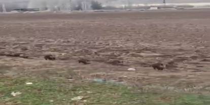 Kurtalan’da "Domuz Konvoyu"! Onlarca Domuzun Yolu Geçtiği Anlar Kamerada