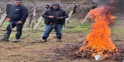 Sarıgöl’de Dondurucu Mesai! Bağ İşçilerinin "Ateşle" İmtihanı Başladı