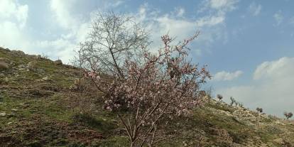 Şırnak’ta Şubat Ortasında Bahar Sürprizi: Yabani Bademler Çiçek Açtı