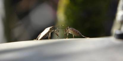 Doğu Karadeniz’de üç istilacı tür tarımı tehdit ediyor