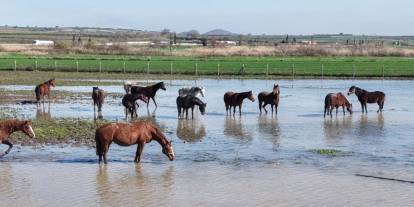 Milyonluk yarış atları da su altında kaldı