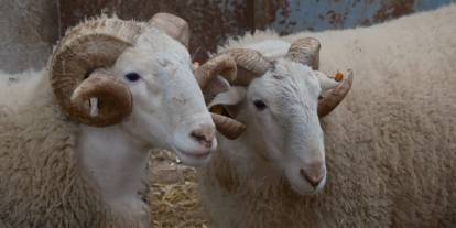 Hayvancılıkta yeni dönem; Koyunlara suni tohumlama geliyor