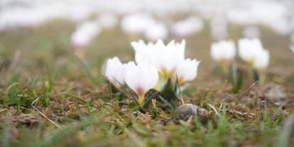 Muş Ovası’nda çiğdemler yeniden yüzünü gösterdi