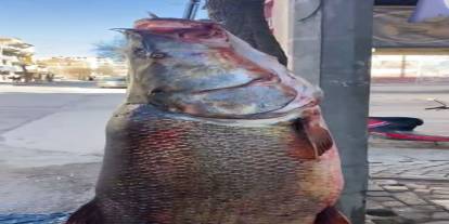 Elazığ’da 97 kiloluk dev turna balığı görenleri şaşırttı