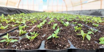 Şanlıurfa’da Çiçek Üretiminde Dev Hamle: 400 Bin Çiçekle Milyonluk Tasarruf